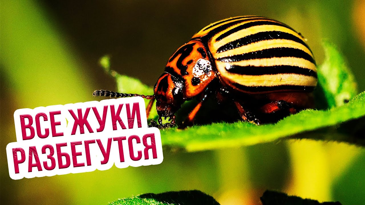 Эффективные способы обработки картофеля перед посадкой от колорадского жука