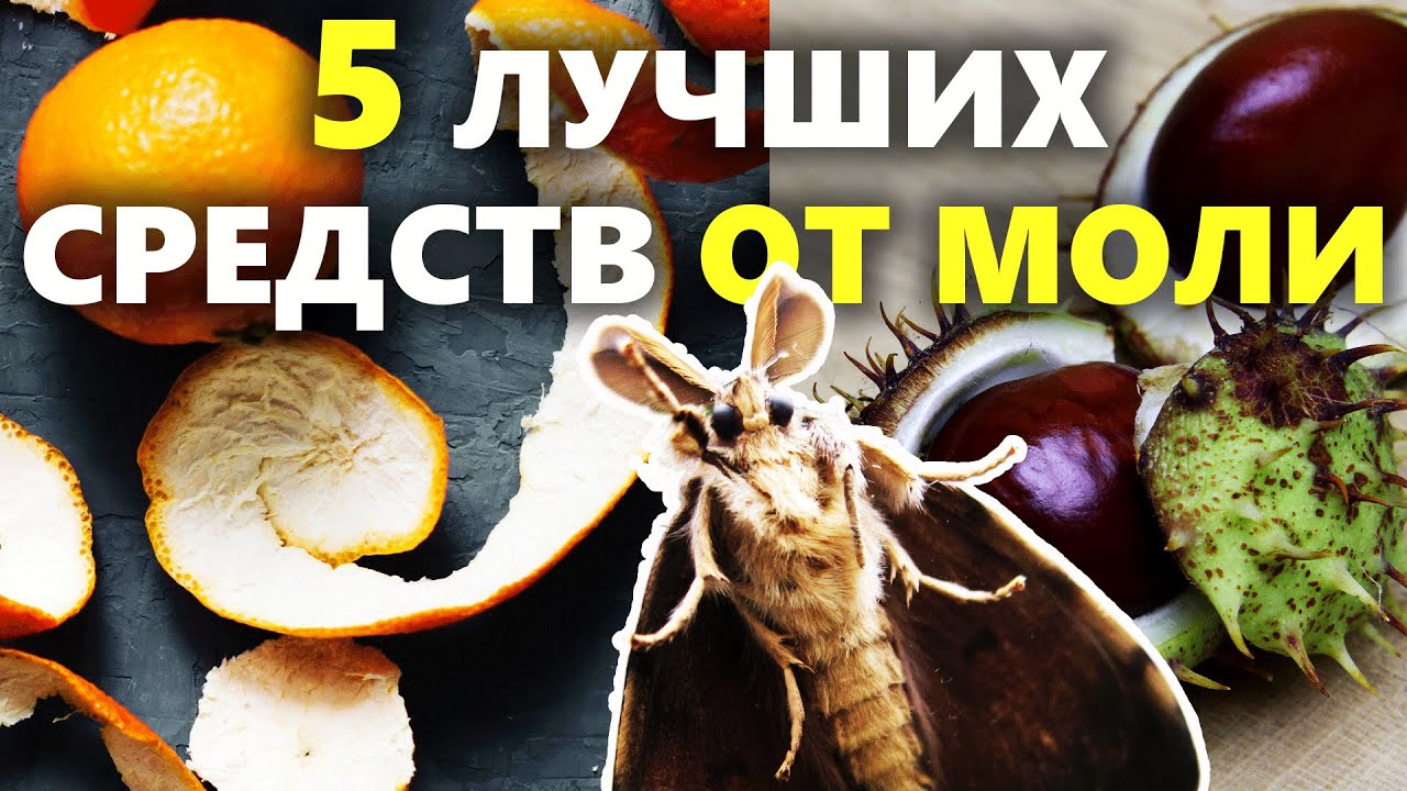 Как избавиться от моли в домашних условиях – эффективные способы и средства